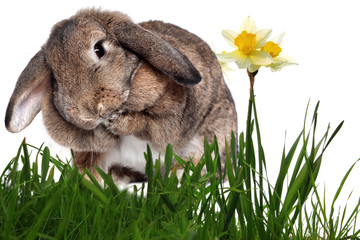 Adorable rabbit in green grass with yellow spring daffodils isol