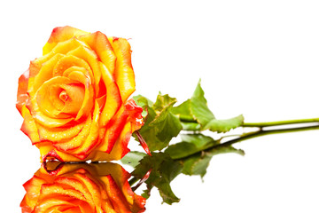 Wall Mural - yellow rose isolated on white background