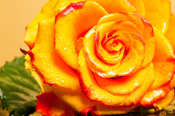 Wall Mural - yellow rose isolated on orange background