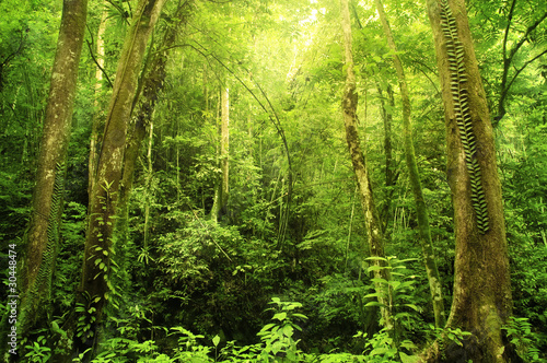 Naklejka - mata magnetyczna na lodówkę Rain forest