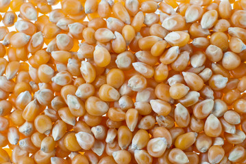 Wall Mural - Corn closeup