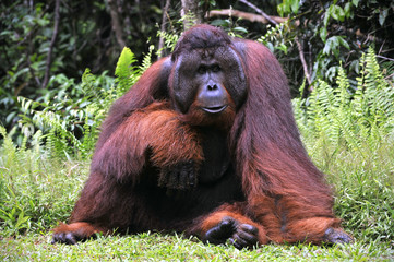 Wall Mural - The adult male of the Orangutan.