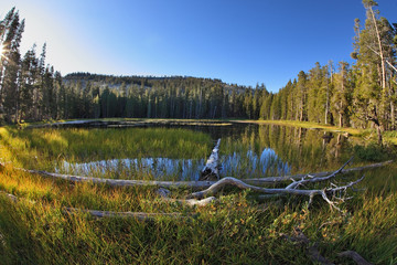 Poster - Snags, stubs and dry trees on  lake in mountains