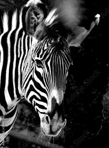 Obraz na płótnie canvas czteroczęściowy "tetraptyk" Zebra w zoo Calgary