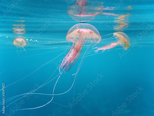 Tapeta ścienna Pelagia noctiluca