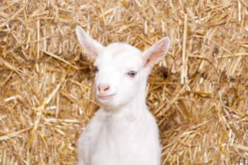 A baby goat standing on staw bedding in an indoor animal pen