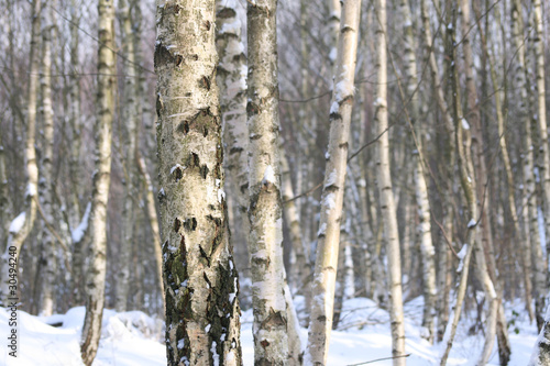 Naklejka samoprzylepna Birkenwald