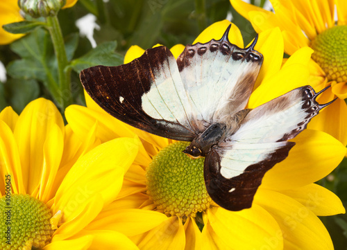 Tapeta ścienna Zwykły motyl nawab