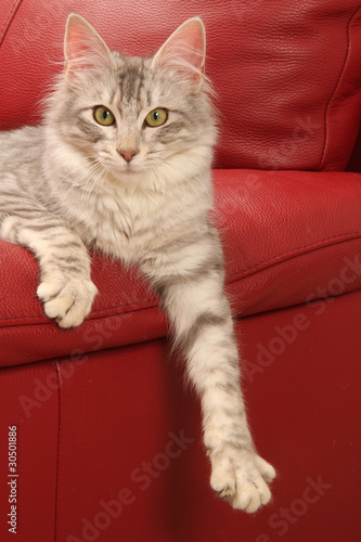 Chat Angora Turc Sur Un Fauteuil Rouge Stock Photo Adobe Stock Chat Angora Turc Sur Un Fauteuil Rouge Stock Photo Adobe Stock