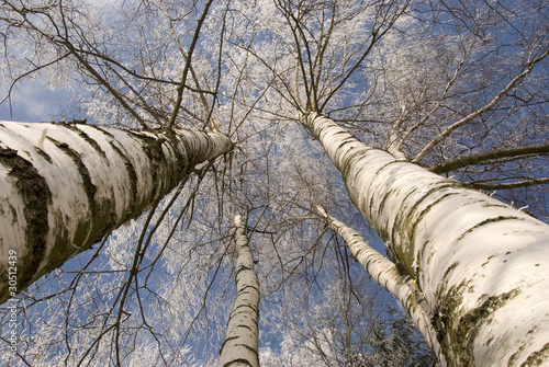 zimowe-brzozy-w-kolorze-bialym-na-tle-nieba