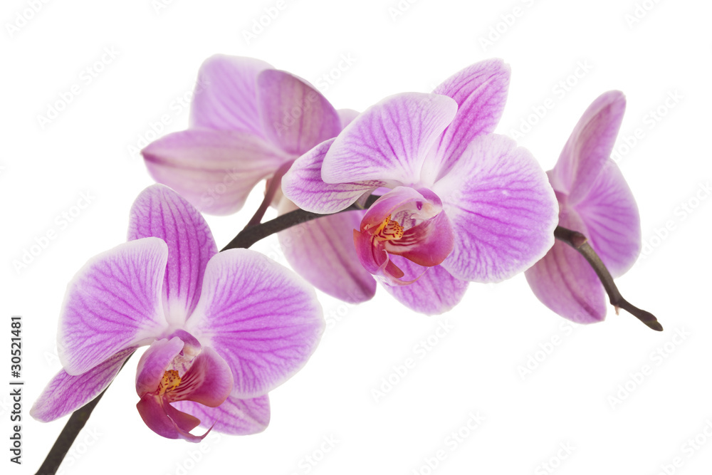 Orchidee (light pink) #4 - obrazy, fototapety, plakaty 