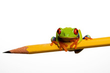 Red Eye Tree Frog On A Pencil