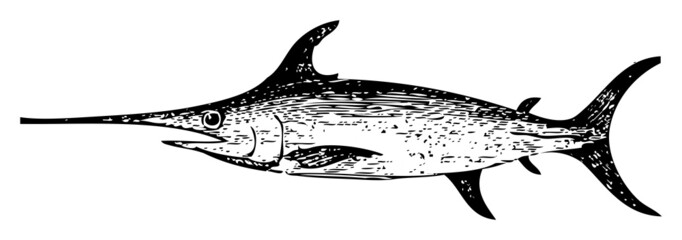 Old engraving of a Swordfish