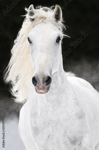 Tapeta ścienna Biały koń lipizzaner biegnie galopem w zimie