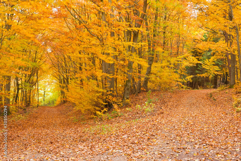 szlak-fall-forest