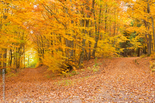 szlak-fall-forest