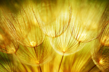 Wall Mural - Soft dandelion flowers