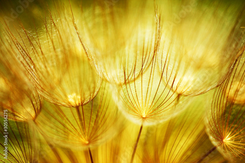 Naklejka ścienna Soft dandelion flowers