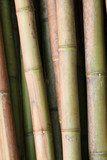 Fototapeta Sypialnia - bambous