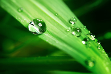 Canvas Print - drop on grass