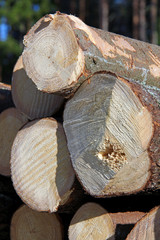 Wall Mural - Wooden Logs Stacked, Vertical View