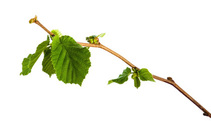 branch of hazel
