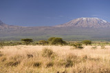 Fototapeta Sawanna - Kilimanjaro Mountain