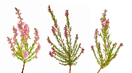 Sticker - set of pink heather flowers