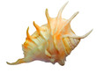 sea mollusc