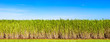 Panorama of sugar cane plantation, Queensland, Australia