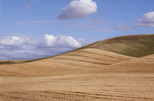 Undulating Planting Lines Of Fields In Palouse Region