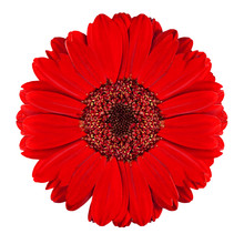Perfect Red Gerbera Flower Isolated On White