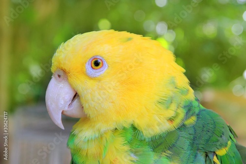 Obraz na płótnie canvas dwuczęściowy "dyptyk" Amazon papuga yellow headed oratrix