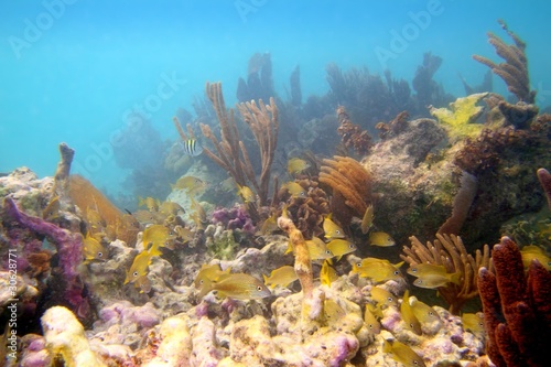 Board z aluminiowym obramowaniem Rafa koralowa w maju riwiery w cancun w meksyku