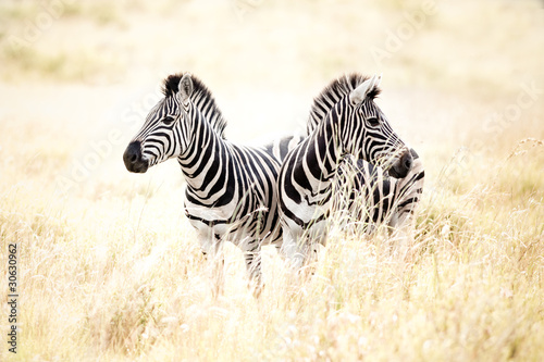 Obraz na płótnie canvas trzyczęściowy "tryptyk" Zebra