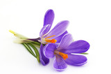 crocus - flowers of spring