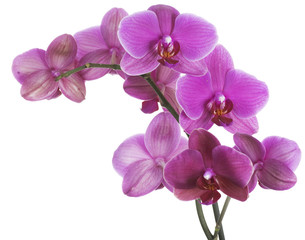 Wall Mural - Beautiful Pink Orchid isolated on white