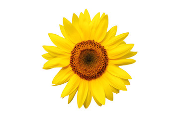 Wall Mural - sunflower