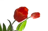 Fototapeta Tulipany - Red tulips isolated on white