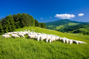 sheep herd, Mala Fatra, Slovakia