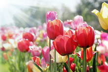 Frühlingssonne Auf Tulpenbeet