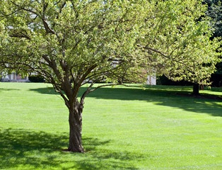 Crab Apple Tree in Summer