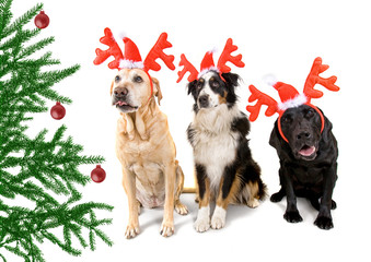 Wall Mural - christmas dog