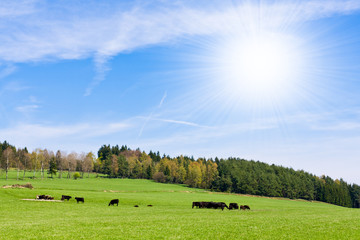 Poster - cows on pasture in beautiful landscape