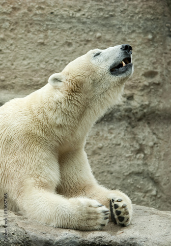 Fotoboard na płycie Niedźwiedź polarny