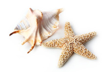 The Starfish And Seashell