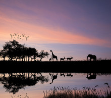Safari In Africa Wild Animals Reflction In Water Silhouette