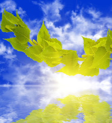 Wall Mural - Branch of a tree of a birch in a sunny day over water