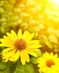 Fototapete - Flowers
