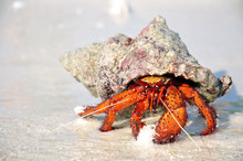 Hermit Crab On The White Sand